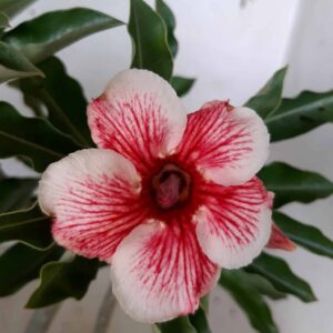 Planta Simples 1868 – 30cm – 01 ano