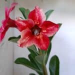 Planta Simples 1872 – 25cm – 09 meses