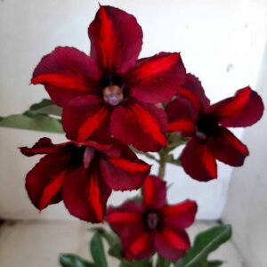 Planta Simples 1877 – 25cm – 09 meses