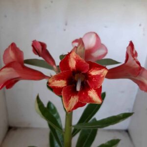Planta Simples 1878 – 25cm – 09 meses