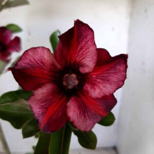 Planta Simples 1879 – 30cm – 01 ano