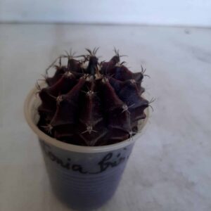 Gymnocalycium Mihanovichii “Purple” Antonia Iris – copinho café