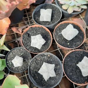 Onzuka - lote 6 plantas (Roni)