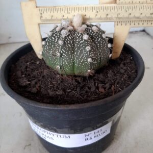 ASTROPHYTUM ASTERIAS Nº 145 – vaso 15