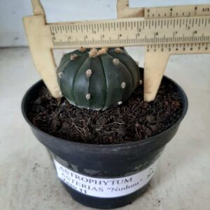 ASTROPHYTUM ASTERIAS "Nudum"  Nº 143 – vaso 11