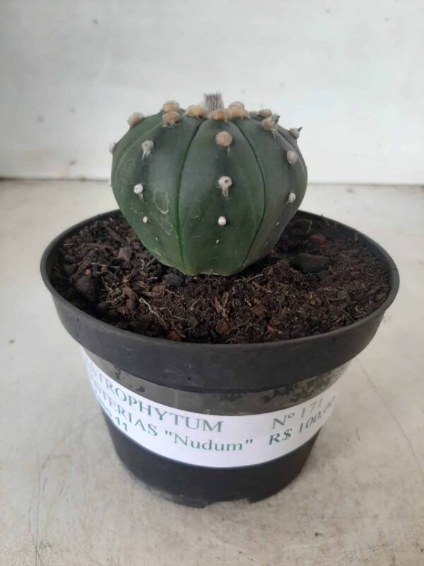 ASTROPHYTUM ASTERIAS  "Nudum" Nº 171 – vaso 11 - Imagem 2