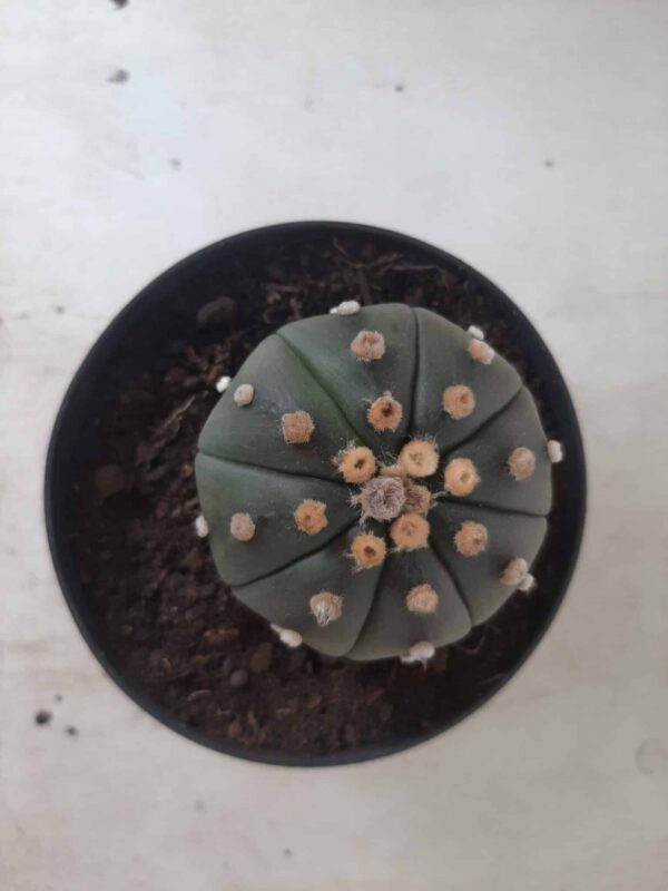 ASTROPHYTUM ASTERIAS  "Nudum" Nº 171 – vaso 11 - Imagem 3