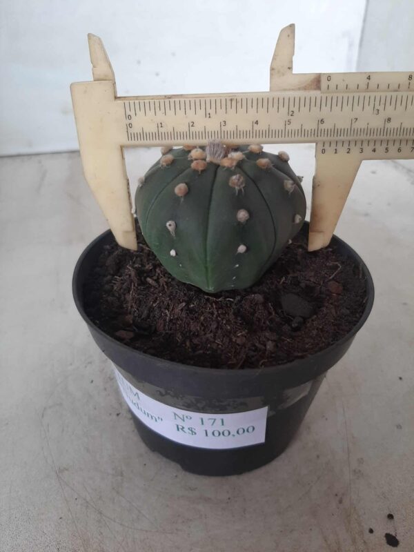 ASTROPHYTUM ASTERIAS  "Nudum" Nº 171 – vaso 11 - Imagem 6