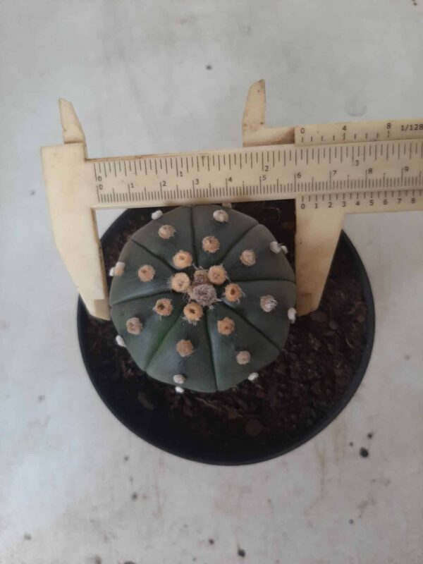 ASTROPHYTUM ASTERIAS  "Nudum" Nº 171 – vaso 11 - Imagem 9