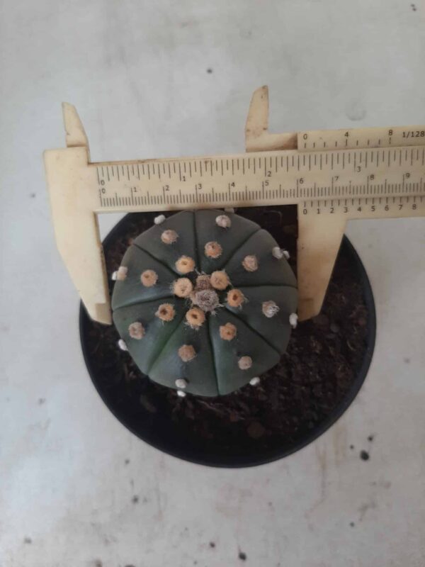 ASTROPHYTUM ASTERIAS  "Nudum" Nº 171 – vaso 11 - Imagem 5