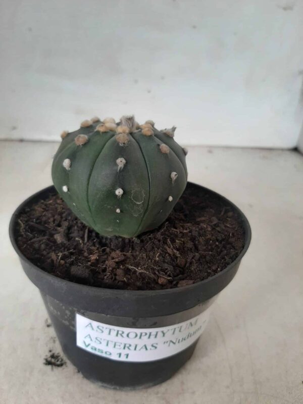 ASTROPHYTUM ASTERIAS  "Nudum" Nº 171 – vaso 11 - Imagem 15