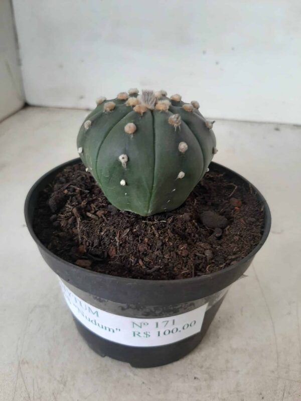 ASTROPHYTUM ASTERIAS  "Nudum" Nº 171 – vaso 11 - Imagem 14