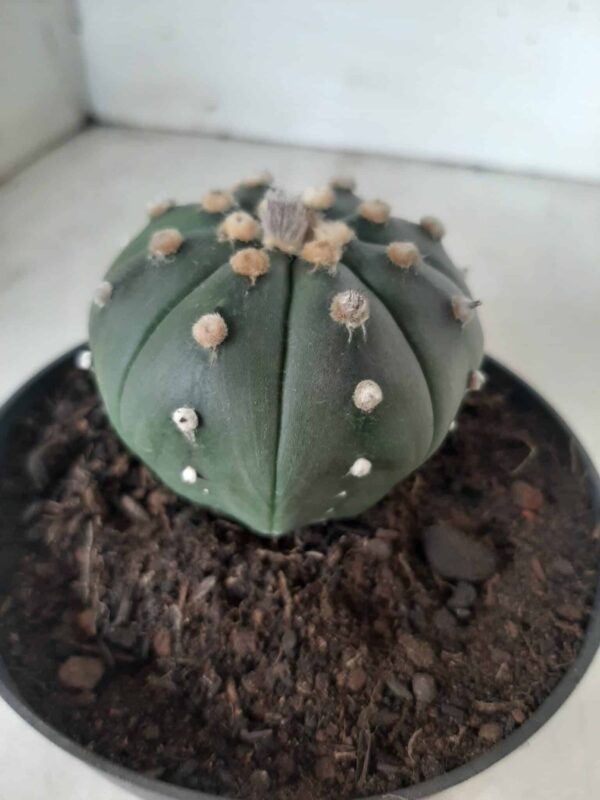 ASTROPHYTUM ASTERIAS  "Nudum" Nº 171 – vaso 11 - Imagem 13