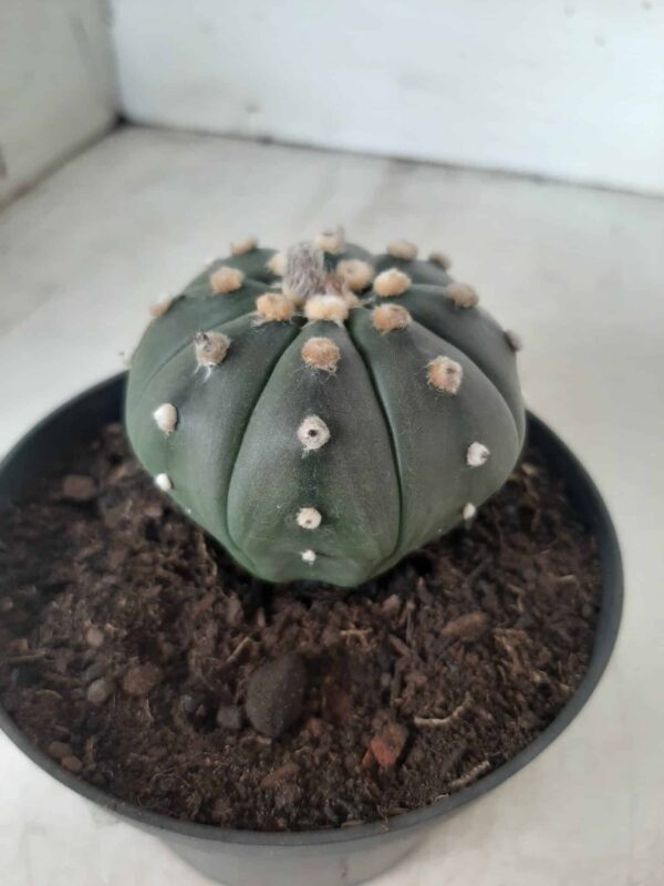 ASTROPHYTUM ASTERIAS  "Nudum" Nº 171 – vaso 11 - Imagem 12