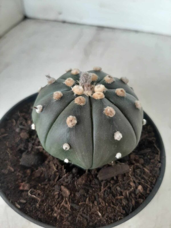 ASTROPHYTUM ASTERIAS  "Nudum" Nº 171 – vaso 11 - Imagem 11