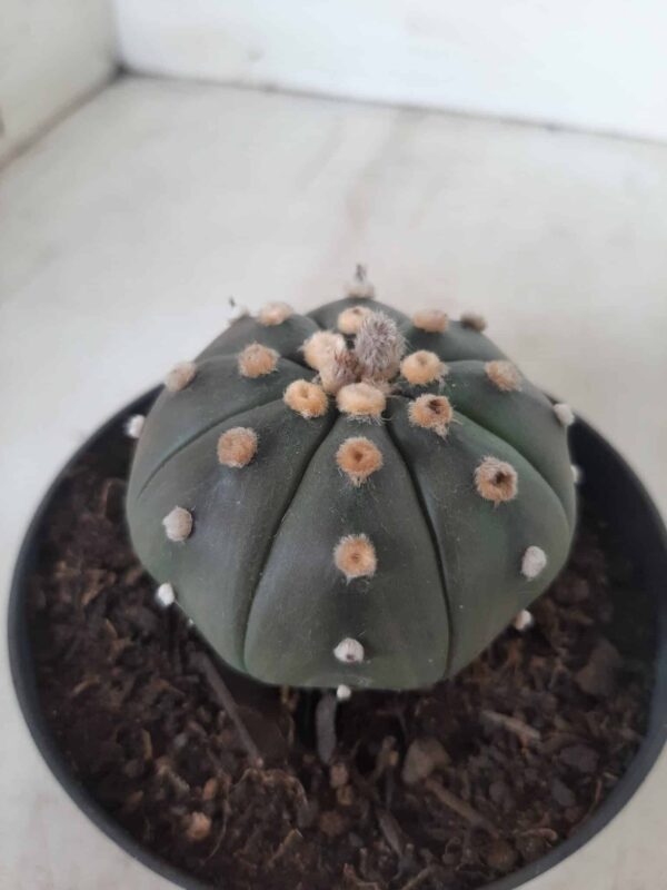 ASTROPHYTUM ASTERIAS  "Nudum" Nº 171 – vaso 11 - Imagem 10