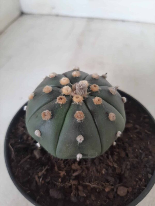 ASTROPHYTUM ASTERIAS  "Nudum" Nº 171 – vaso 11 - Imagem 8