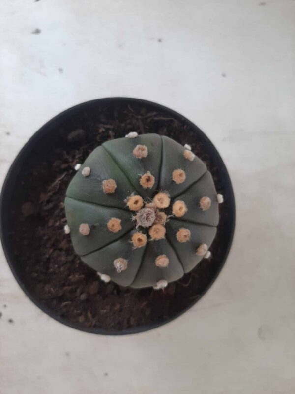 ASTROPHYTUM ASTERIAS  "Nudum" Nº 171 – vaso 11 - Imagem 7