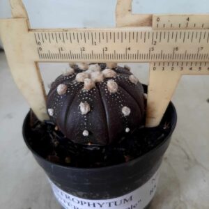 ASTROPHYTUM ASTERIAS “Purple” Nº 190 – vaso 09