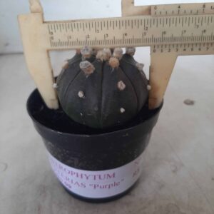 ASTROPHYTUM ASTERIAS “Purple” Nº 138 – vaso 09