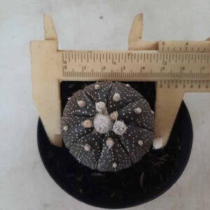 ASTROPHYTUM ASTERIAS “Purple” Nº 201 – vaso 09