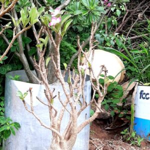 ARABICUM - pedido 01