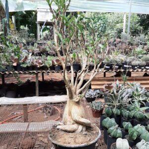 ARABICUM - pedido 02