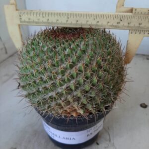 CACTOS Mammillaria Nº 25 – vaso 11