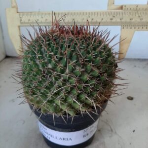 CACTOS Mammillaria Nº 26 – vaso 11