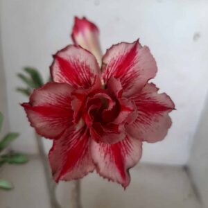 Planta Dobrada 1873 – 25cm – 01 ano