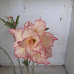 Planta Dobrada 1874 – 30cm – 01 ano