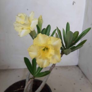 Planta Dobrada 1875 – 25cm – 01 ano
