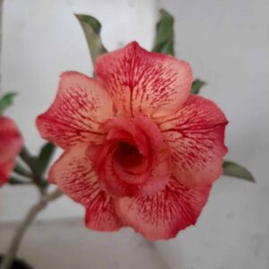 Planta Dobrada 1876 – 25cm – 01 ano