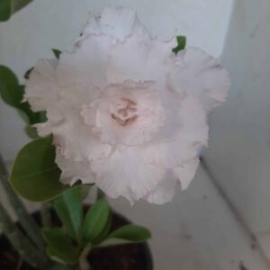 Planta Dobrada 1877 – 25cm – 01 ano