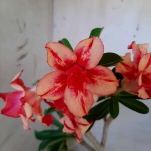 Planta Dobrada 1891 – 30cm – 01 ano