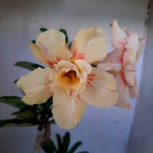 Planta Dobrada 1893 – 30cm – 01 ano