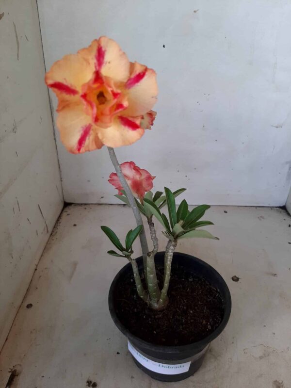 Planta Dobrada 1899 – 25cm – 01 ano - Imagem 2
