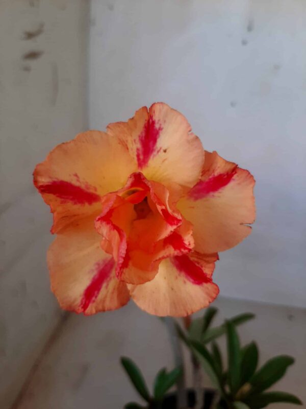 Planta Dobrada 1899 – 25cm – 01 ano - Imagem 1