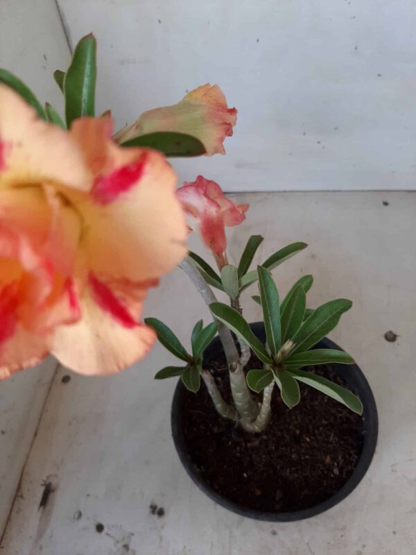 Planta Dobrada 1899 – 25cm – 01 ano - Imagem 7