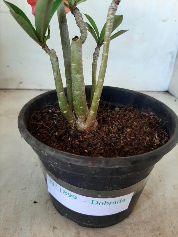 Planta Dobrada 1899 – 25cm – 01 ano - Imagem 6