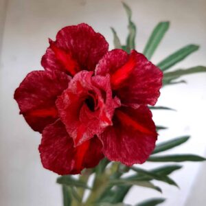 Planta Dobrada 1906 – 30cm – 01 ano