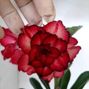 Planta Dobrada 1925 – 25cm – 09 meses