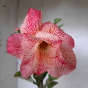 Planta Dobrada 1926 – 25cm – 09 meses