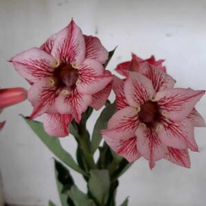 Planta Dobrada 1927 – 25cm – 09 meses