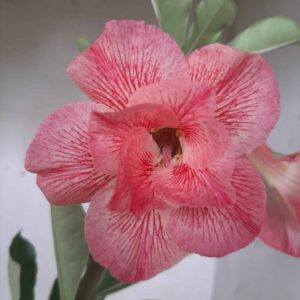 Planta Dobrada 1931 – 30cm – 09 meses