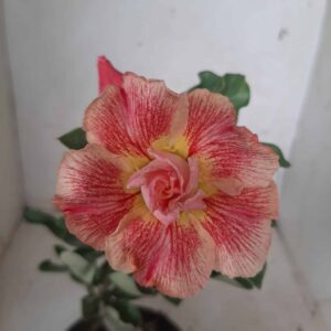 Planta Dobrada 1932 – 25cm – 09 meses