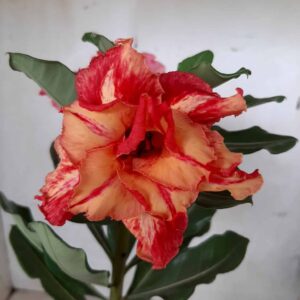 Planta Dobrada 1940 – 30cm – 01 ano