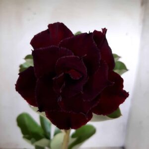 Planta Dobrada 1941 – 30cm – 01 ano