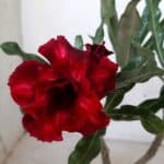 ENXERTO 11161 – 25cm (cor LM 867)