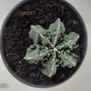 ASTROPHYTUM MYRIOSTIGMA cv FUKURYU Nudum  Nº 183 – vaso 15